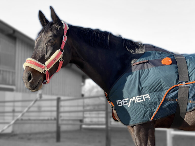 BEMER Horse-Set